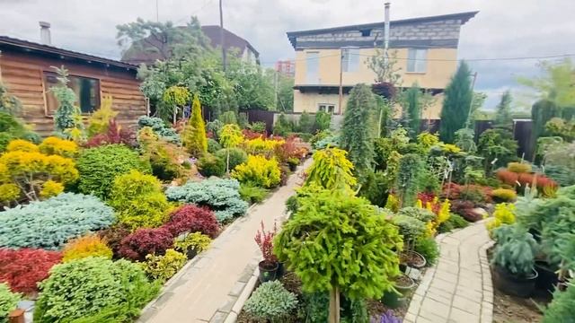 Ель Голд Дриф ☀️❤️?) более актуальная информация, в моей группе телеграмм Https://t.me/S76Olga_76