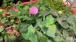 СНОГСШИБАТЕЛЬНЫЙ МНОГОЛЕТНИК ПЛАТИКОДОН!