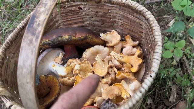 Тихая охота на Белые,лисички,подберёзовики,дубовики,а так же многие другие виды грибов!их полно!202 смотреть онлайн