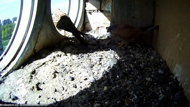 Спаривание со 2-м самцом, 23 апреля 2018