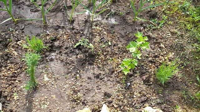 Привожу Дачу в порядок. Это Дельфиниум? Кто Грызет мой Перец? смотреть онлайн