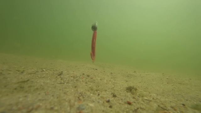 ТОП 5 приманок на окуня. Лучшие приманки на окуня