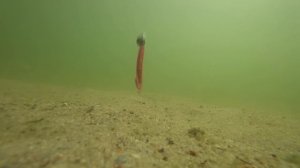 ТОП 5 приманок на окуня. Лучшие приманки на окуня