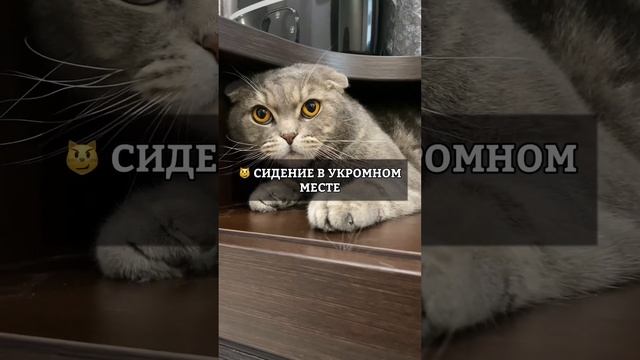 Как обижаются кошки? смотреть онлайн