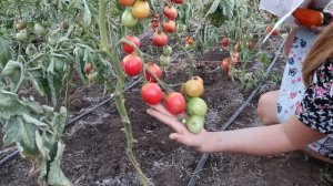 Обзор томатов 2020 года. Сорта Ожаровский Розовый, Банановые Ноги, Анастасия Ушакова и др.