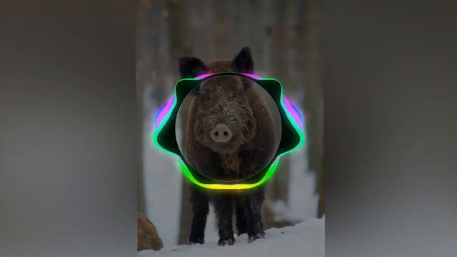 Песня бегает по полю кабанчик смотреть онлайн