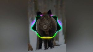 Песня бегает по полю кабанчик