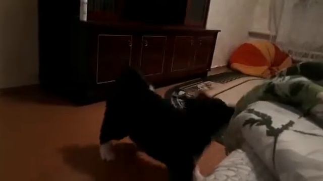 Акита борьба с одеялом! смотреть онлайн