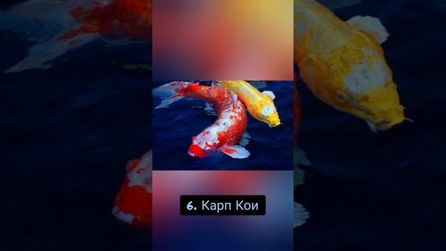 Топ-10 долгожителей среди животного мира смотреть онлайн