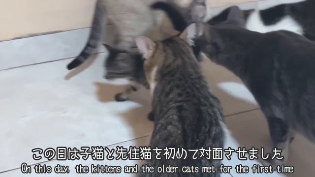 How kittens grow up: from 0 day -1 year old! смотреть онлайн
