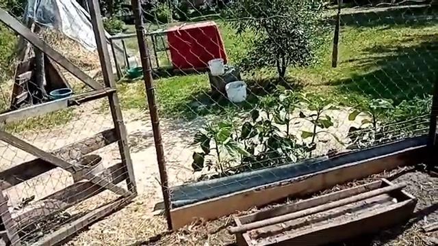 ЧТО ДЕЛАТЬ ЕСЛИ СОБАКИ УБИЛИ КУР И УТОК В КУРЯТНИКЕ смотреть онлайн