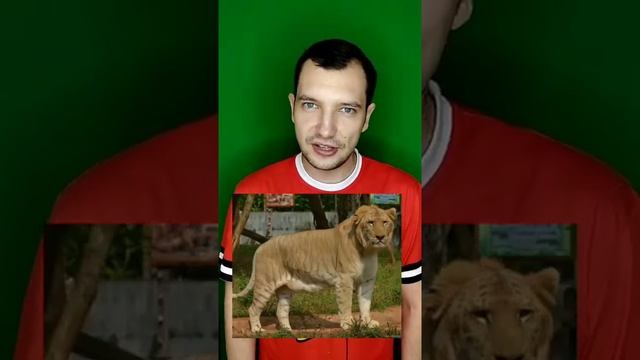 ЛЕВ + ТИГР = ЛИГР. ТИГР + ЛЬВИЦА = ТИГОН #Shorts смотреть онлайн
