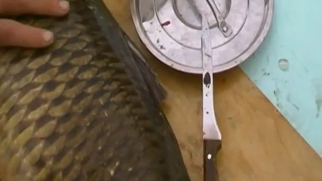 Сазан 12 кг смотреть онлайн