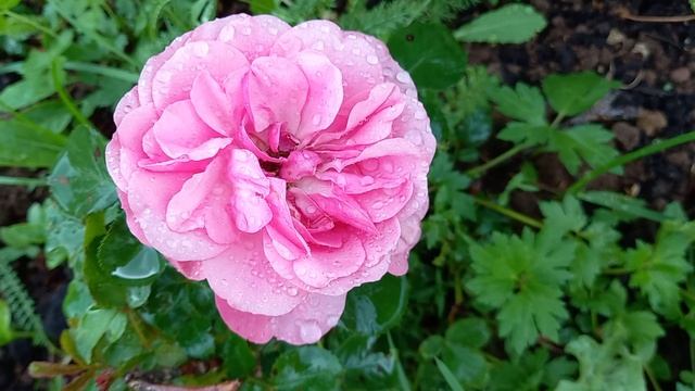 ПОСЛЕ ЛЕТНЕГО ДОЖДЯ...(Хорошо на даче!) смотреть онлайн