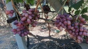 Виноград кишмиш А-09(Китай) виноградник Король В. Н. г.Краснодар 2023год
