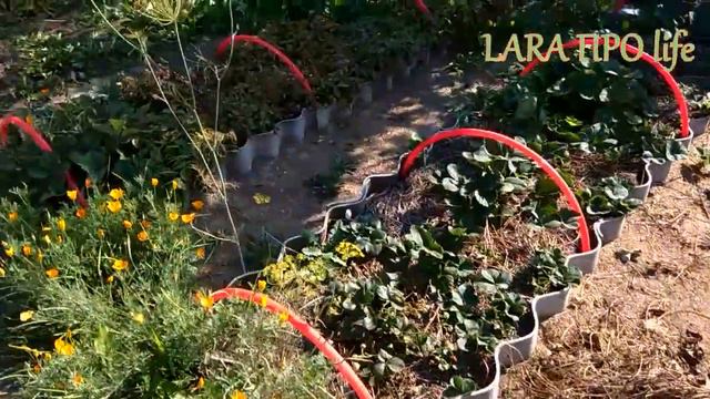 КЛУБНИКА./ ЧТО С ПЕРЦЕМ?/МОЯ САДОВАЯ СУМОЧКА/ ОПЯТЬ ЖАРА. смотреть онлайн