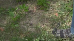 @Виноград 2018. Виноград Байконур. Отзыв о винограде