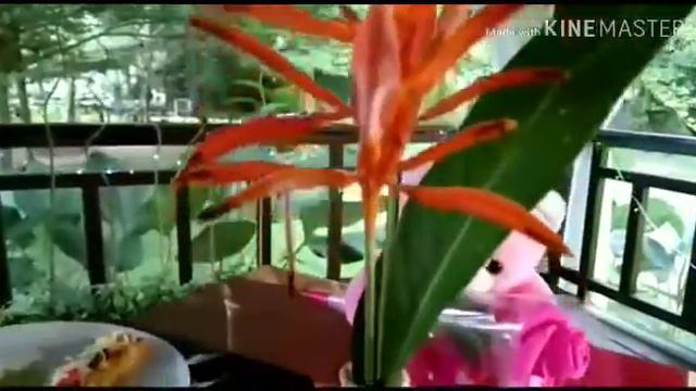 Romantic dinner at gardenia hotel Pontianak