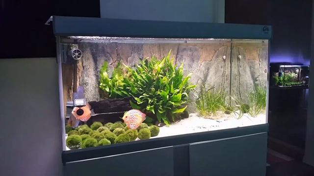 Stendker Checkerboard Discus! смотреть онлайн