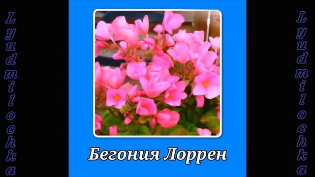 Растения, которые цветут зимой смотреть онлайн