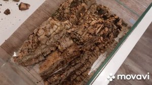 Фон для террариума из коры пробкового дуба. #пробка #террариум