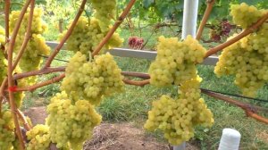 Сорт винограда Кишмиш 342