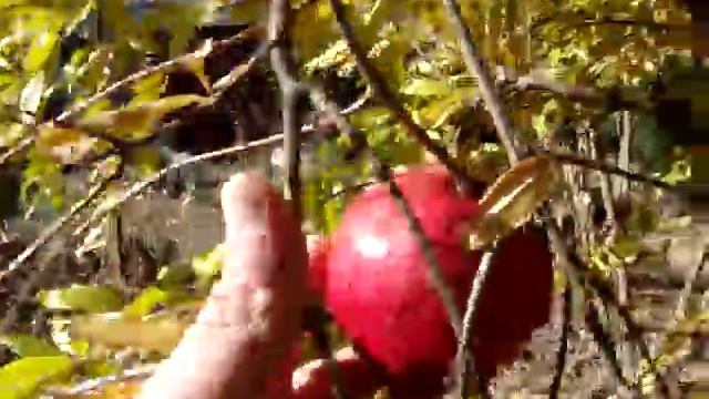 ГРАНАТ PUNICA в ОТКРЫТОМ ГРУНТЕ ✿ РАСТЕНИЯ в КРЫМУ смотреть онлайн