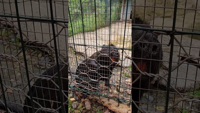 Москва. Нутрия крупным планом. Парк-отель "Ареал". Июль 2023 года. смотреть онлайн