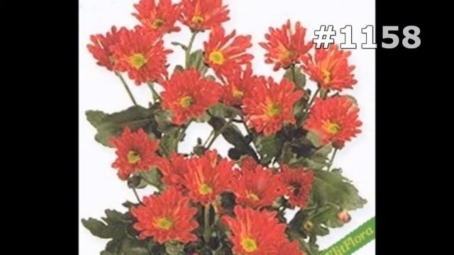 #1158. Букеты - очень яркие цветы смотреть онлайн