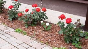 Розы в моем саду. Чайно гибридная роза Люксор .