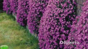 ПРЕКРАСНЕЙШИЕ МНОГОЛЕТНИКИ В САДУ ? НАЗВАНИЯ МНОГОЛЕТНИКОВ ЦВЕТОВ?1ЧАСТЬ #обриета #oldenburgru#232