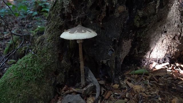 грибы в сочи смотреть онлайн