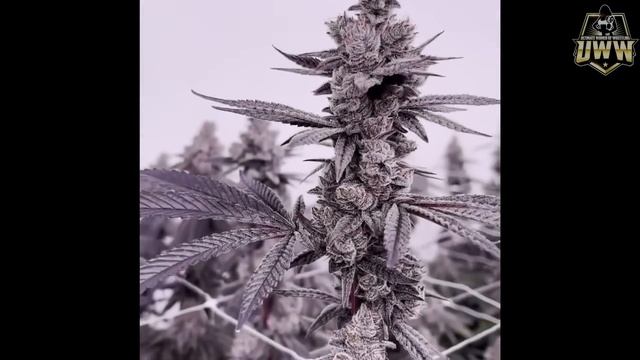 ULTIMATE WOMEN OF WRESTLING #5 FULL EVENT #prowrestling  #trending  #wwe #wrestling #sports #women