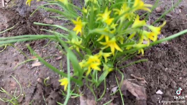 Про гусиный лук