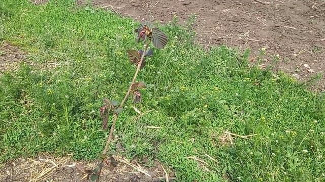 Краснолистные фундуки смотреть онлайн