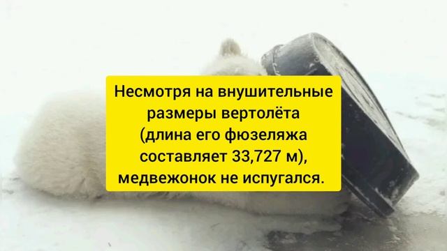 История о том, как экипаж вертолёта Ми-26 спас потерявшегося медвежонка в Арктике