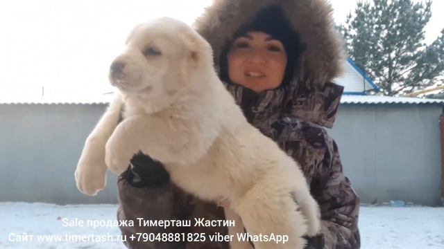 продажа sale ТИМЕРТАШ ЖАСТИН (свободе сын БРИНЫ и ИЛЮШИ +79048881825 viber whatsapp www.timertash.r смотреть онлайн