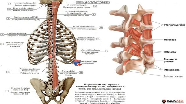 Арқаның терең (медиальді) бұлшықеттері. Медиальді тракт бұлшықеттері. Арқа (тұлға) бұлшықеттері. смотреть онлайн