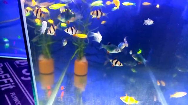 Аквариумные рыбки в наличии 3 августа 2019. Великий Новгород. смотреть онлайн