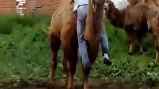 Вот так верблюды защищаются смотреть онлайн