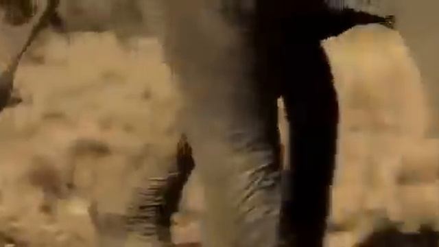 Вечеринка слонов. смотреть онлайн