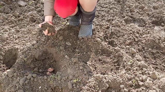 Как развлечь себя в КАРАНТИН🤣🤣🤣Посадка морозостойкой НАНОкартошки🔥🔥🔥🤘🤘🤘Максимальны РЕПОСТ💰 смотреть онлайн