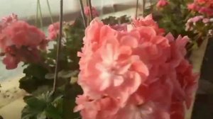 Самые красивые пеларгонии. ЮВ Белая Магия, PG ZA Nevis Hanna.