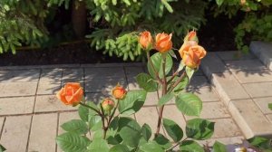 Роза Чарльз Остин цветёт на Урале (3 зона )