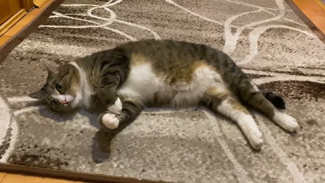 Пример клички для кота смотреть онлайн