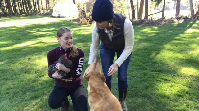 How to Train Your Dog Not to Eat or Attack Your Chickens смотреть онлайн