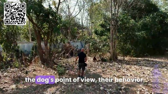 The Hidden Intelligence of Dogs: Understanding Their Every Move | Zoeta Dogsoul смотреть онлайн