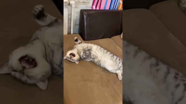 Мишель, она и есть Мишель 🤣#tttt #cane #canecorso #канекорсо #canecorsoitaliano #канекорсоитальяно смотреть онлайн