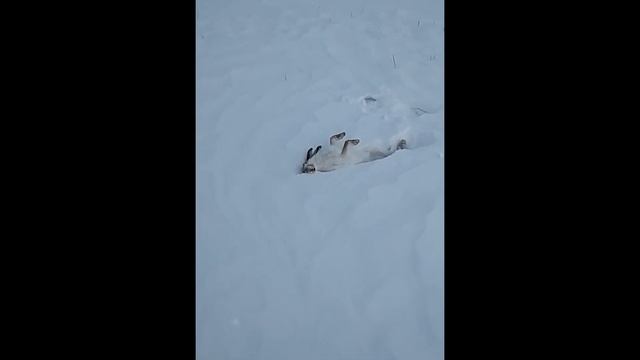 Охота с TORNADO смотреть онлайн