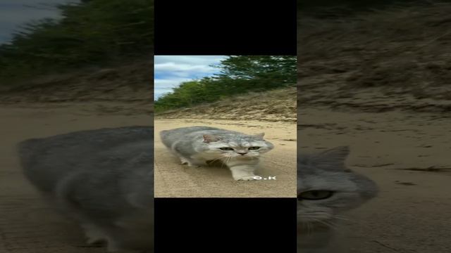 🎶Музыкальная пауза
😻🎸 смотреть онлайн